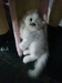 รูปย่อ ลูกแมวเปอร์เซียสีบลูสโมค ลูกครึ่งชินชิล่าหน้าตุ๊กตา แม่มีใบเพ็ด อายุ 3 เดือนครึ่ง รูปที่3