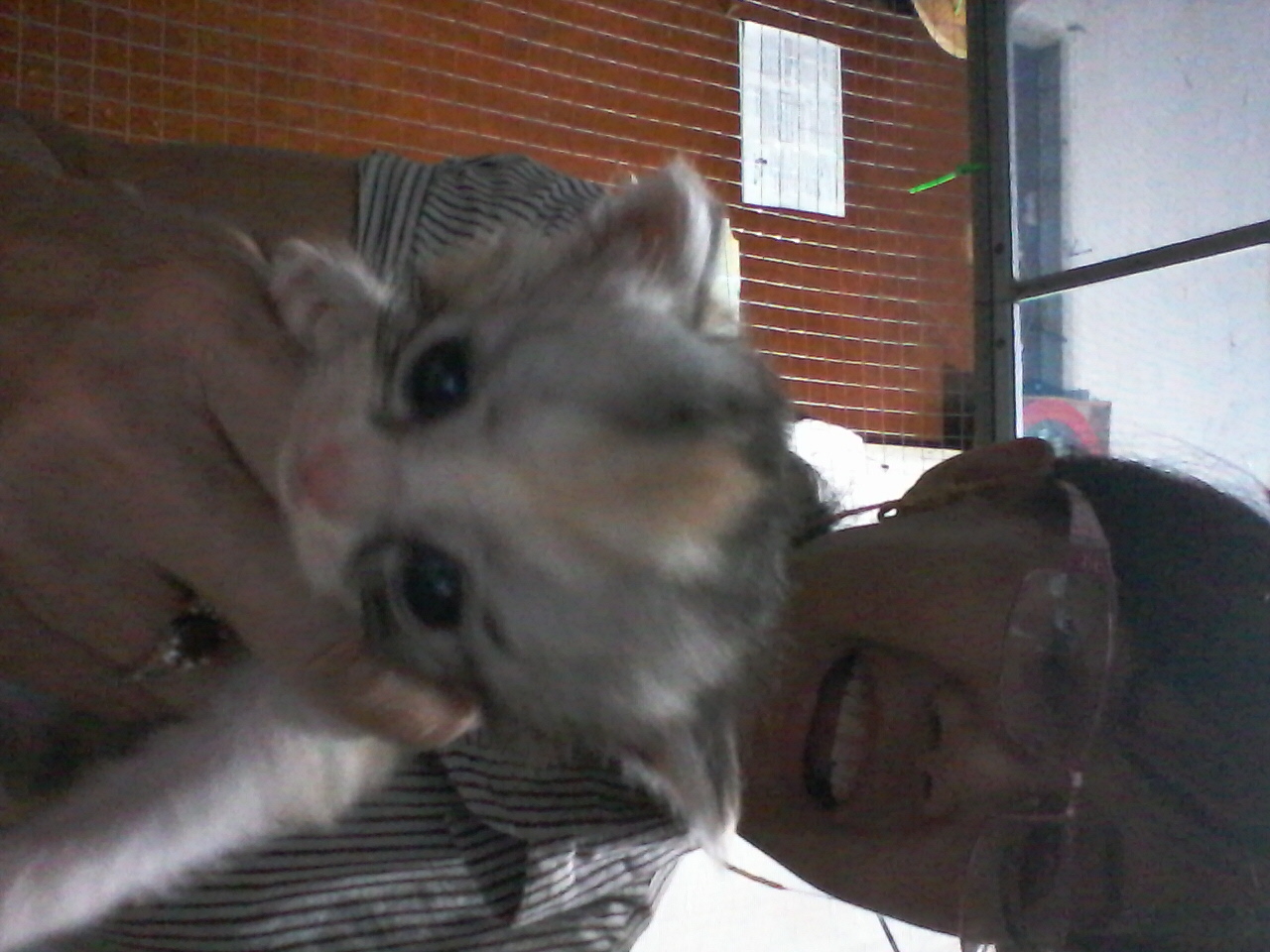 [ขาย] เปิดจอง ลูกแมวเปอร์เซียเกรด PET เกรดเลี้ยงเล่น สามสีCALICO เพศผู้ แมวมงคลหายากมากๆ น่ารักมากๆ หล่อๆ สวยๆ ด่วนT.081 รูปที่ 7