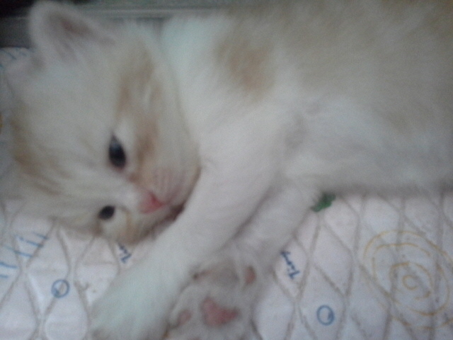 [เปิดจอง] ลูกแมวเปอร์เซียเกรด PET เกรดเลี้ยงเล่น สามสีCALICO เพศผู้ แมวมงคลหายากมากๆ น่ารักมาก หล่อๆ สวยๆ ด่วนT.081 รูปที่ 2