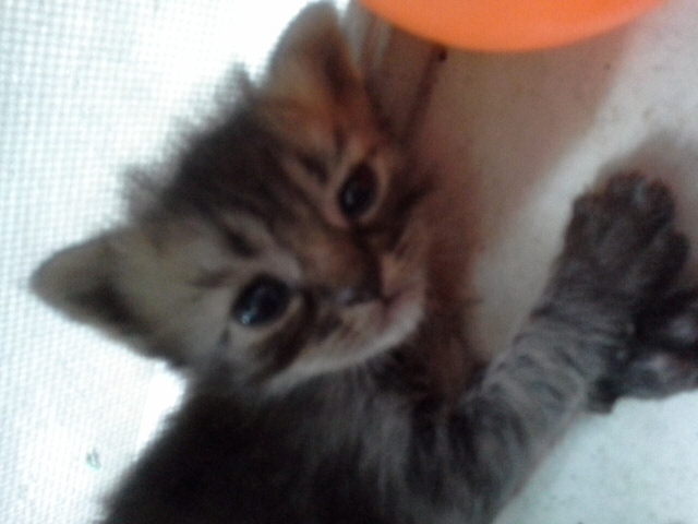 [เปิดจอง] ลูกแมวเปอร์เซียเกรด PET เกรดเลี้ยงเล่น สามสีCALICO เพศผู้ แมวมงคลหายากมากๆ น่ารักมาก หล่อๆ สวยๆ ด่วนT.081 รูปที่ 7