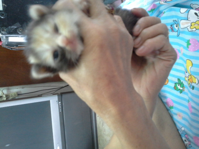 [ขาย] เปิดจอง ลูกแมวเปอร์เซียเกรด PET เกรดเลี้ยงเล่น สามสีCALICO เพศผู้ แมวมงคลหายากมากๆ น่ารักมากๆ หล่อๆ สวยๆ ด่วนT.081 รูปที่ 3