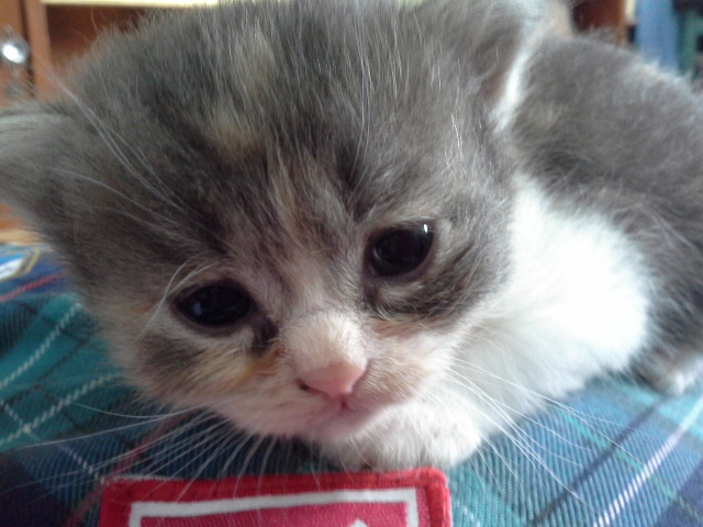 [เปิดจอง] ลูกแมวเปอร์เซียเกรด PET เกรดเลี้ยงเล่น สามสีCALICO เพศผู้ แมวมงคลหายากมากๆ น่ารักมาก หล่อๆ สวยๆ ด่วนT.081 รูปที่ 3