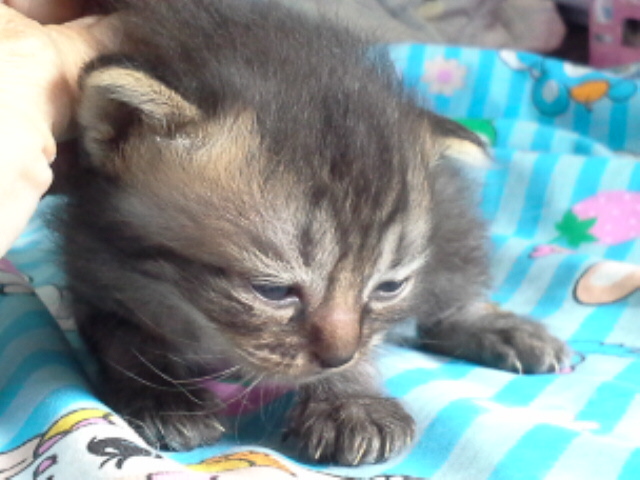 [ขาย] เปิดจอง ลูกแมวเปอร์เซียเกรด PET เกรดเลี้ยงเล่น สามสีCALICO เพศผู้ แมวมงคลหายากมากๆ น่ารักมากๆ หล่อๆ สวยๆ ด่วนT.081 รูปที่ 4