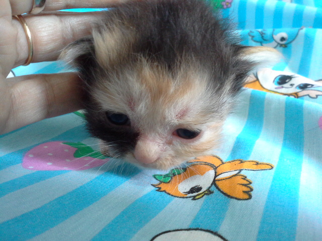 [ขาย] เปิดจอง ลูกแมวเปอร์เซียเกรด PET เกรดเลี้ยงเล่น สามสีCALICO เพศผู้ แมวมงคลหายากมากๆ น่ารักมากๆ หล่อๆ สวยๆ ด่วนT.081 รูปที่ 2