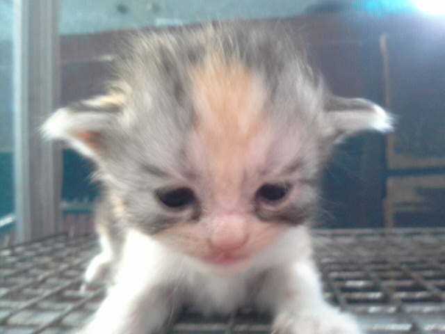 [เปิดจอง] ลูกแมวเปอร์เซียเกรด PET เกรดเลี้ยงเล่น สามสีCALICO เพศผู้ แมวมงคลหายากมากๆ น่ารักมาก หล่อๆ สวยๆ ด่วนT.081 รูปที่ 4