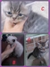 รูปย่อ น้องแมวลูกครึ่งเปอร์เซีย/วิเชียรมาศ/เมกันชอตแฮร์สินสอดสุดถูกค่ะ รูปที่4