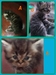 รูปย่อ น้องแมวลูกครึ่งเปอร์เซีย/วิเชียรมาศ/เมกันชอตแฮร์สินสอดสุดถูกค่ะ รูปที่2