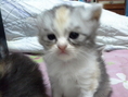 [เปิดจอง] ลูกแมวเปอร์เซียเกรด PET เกรดเลี้ยงเล่น สามสีCALICO เพศผู้ แมวมงคลหายากมากๆ น่ารักมาก หล่อๆ สวยๆ ด่วนT.081
