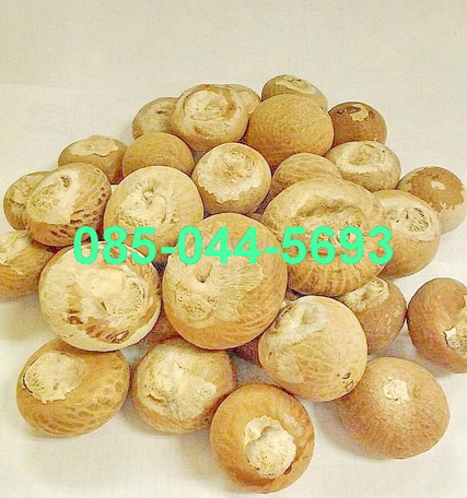 จำหน่าย หมากแห้ง แบบลูก (หมากไทย) แห้งสนิท  (Foe sale whole dried betel nuts) รูปที่ 1