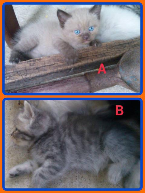 น้องแมวลูกครึ่งเปอร์เซีย/วิเชียรมาศ/เมกันชอตแฮร์ 2 ตัวสุดท้ายลดราคาแล้วค่ะ รูปที่ 6