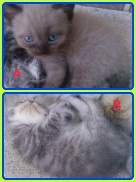 น้องแมวลูกครึ่งเปอร์เซีย/วิเชียรมาศ/เมกันชอตแฮร์ 2 ตัวสุดท้ายลดราคาแล้วค่ะ รูปที่ 5