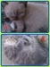 รูปย่อ น้องแมวลูกครึ่งเปอร์เซีย/วิเชียรมาศ/เมกันชอตแฮร์ 2 ตัวสุดท้ายลดราคาแล้วค่ะ รูปที่5
