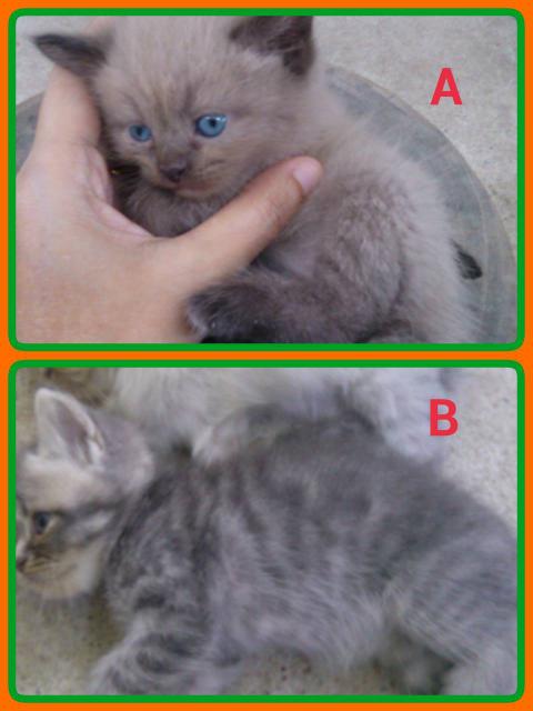 น้องแมวลูกครึ่งเปอร์เซีย/วิเชียรมาศ/เมกันชอตแฮร์ 2 ตัวสุดท้ายลดราคาแล้วค่ะ รูปที่ 2