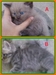 รูปย่อ น้องแมวลูกครึ่งเปอร์เซีย/วิเชียรมาศ/เมกันชอตแฮร์ 2 ตัวสุดท้ายลดราคาแล้วค่ะ รูปที่2