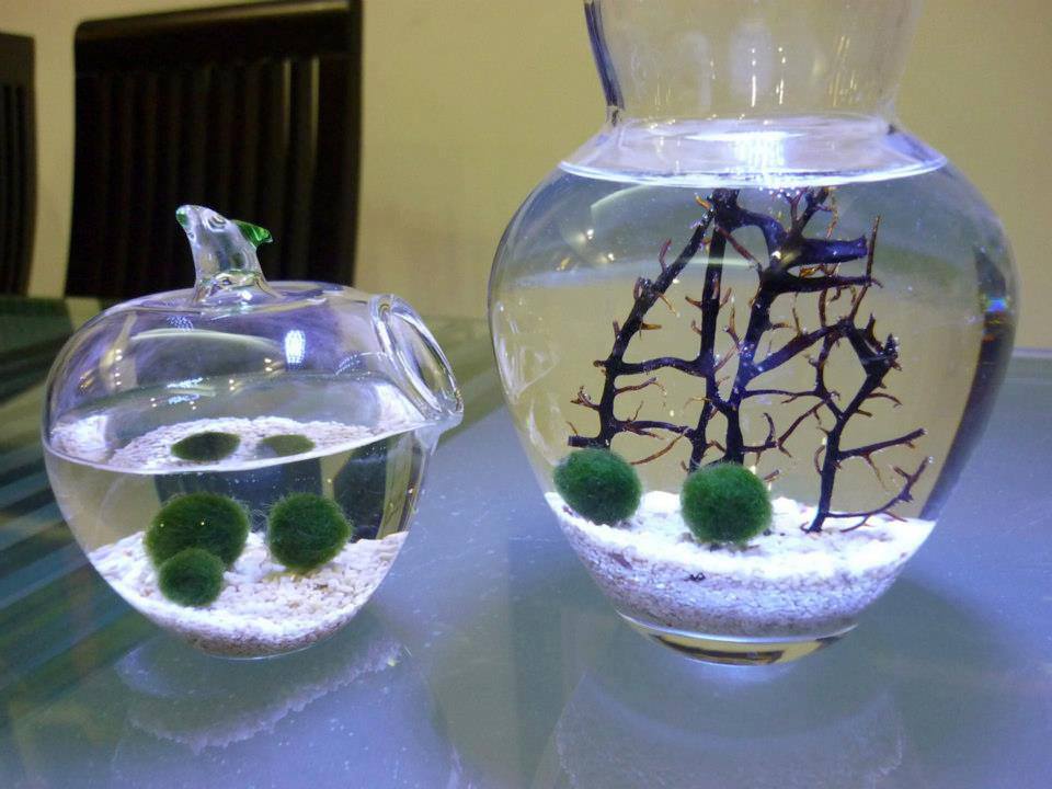 MARIMO สาหร่ายนำโชค รูปที่ 2