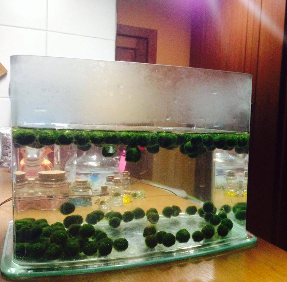 MARIMO สาหร่ายนำโชค รูปที่ 4