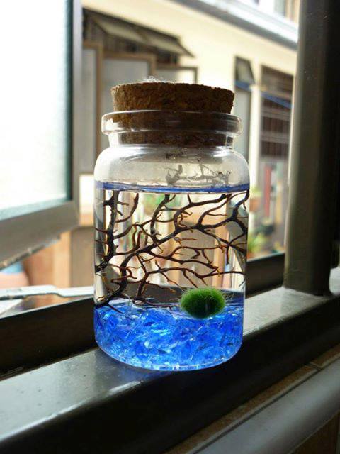 MARIMO สาหร่ายนำโชค รูปที่ 3