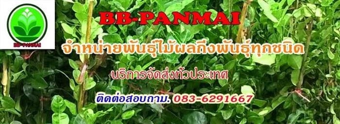จำหน่ายพันธุ์ไม้ผลกิ่งพันธุ์ทุกชนิด เช่น กิ่งพันธุ์มะกรูด กิ่งพันธุ์มะนาว กิ่งพันธุ์มะม่วง รูปที่ 3