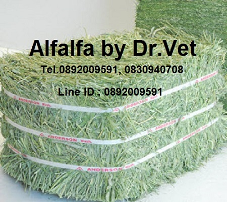 Alfalfa, timithy รูปที่ 5