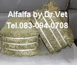 Alfalfa, timithy รูปที่ 7