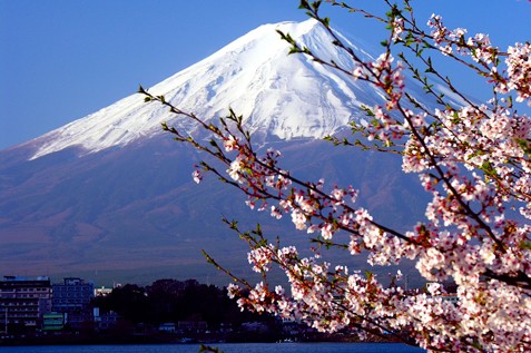 ทัวร์ญี่ปุ่น 6 วัน 3 คืน Love Sakura No2 บิน TG โตเกียว ฟูจิ ฮาโกเน่ เกียวโต โอซาก้า เดินทาง25 - 30 มีนาคม 2559 รูปที่ 1