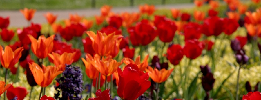 ทัวร์เทศกาลชมดอกทิวลิป2559 TULIP FESTIVAL ฝรั่งเศส-เบลเยี่ยม-เนเธอร์แลนด์-เยอรมัน 8 วัน 5 คืน โดยสายการบินไทย รูปที่ 1