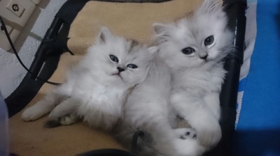 ลูกแมวเปอร์เซียครึ่งชินชิล่าซิลเวอร์ หน้าตุ๊กตา 3 ตัว แม่สายพันธุ์ดีมีใบเพ็ด อายุ 2 เดือน รูปที่ 2