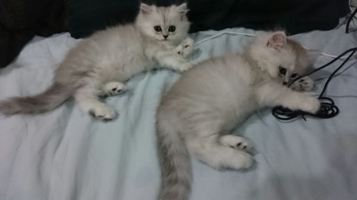 ลูกแมวเปอร์เซียครึ่งชินชิล่าซิลเวอร์ หน้าตุ๊กตา 3 ตัว แม่สายพันธุ์ดีมีใบเพ็ด อายุ 2 เดือน รูปที่ 3