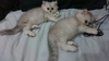 รูปย่อ ลูกแมวเปอร์เซียครึ่งชินชิล่าซิลเวอร์ หน้าตุ๊กตา 3 ตัว แม่สายพันธุ์ดีมีใบเพ็ด อายุ 2 เดือน รูปที่3
