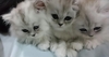 รูปย่อ ลูกแมวเปอร์เซียครึ่งชินชิล่าซิลเวอร์ หน้าตุ๊กตา 3 ตัว แม่สายพันธุ์ดีมีใบเพ็ด อายุ 2 เดือน รูปที่1