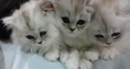 ลูกแมวเปอร์เซียครึ่งชินชิล่าซิลเวอร์ หน้าตุ๊กตา 3 ตัว แม่สายพันธุ์ดีมีใบเพ็ด อายุ 2 เดือน