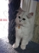 รูปย่อ หลุดจอง!! ลูกแมวเปอร์เซียชินชิล่าหน้าตุ๊กตา เพศเมีย แม่มีใบเพ็ด อายุ 6 เดือน รูปที่2