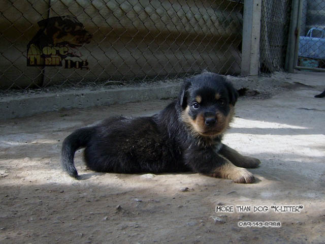 ขาย ลูกสุนัข ร็อตไวเลอร์ K-LITTER รูปที่ 5
