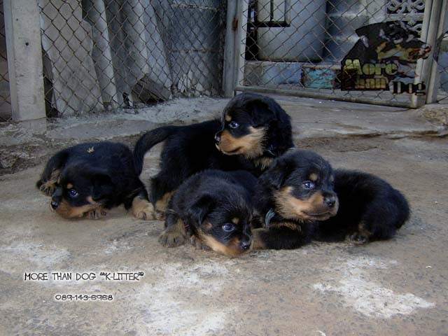 ขาย ลูกสุนัข ร็อตไวเลอร์ K-LITTER รูปที่ 6