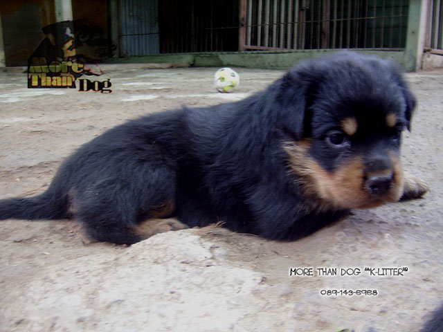 ขาย ลูกสุนัข ร็อตไวเลอร์ K-LITTER รูปที่ 3