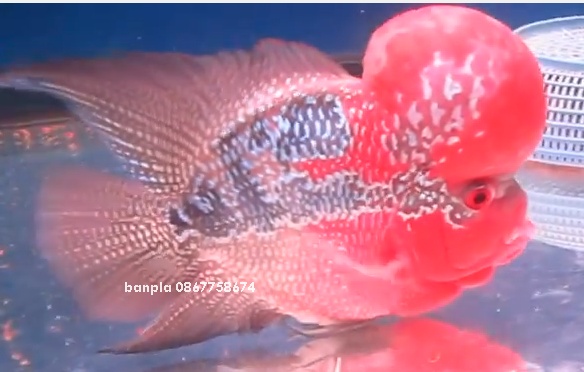 flowerhorn High quality Giant head, Big kok, SRDSuper red dragon, High quality flowerhorn รูปที่ 6