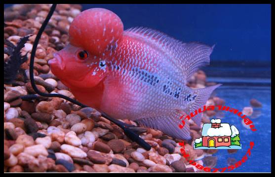 flowerhorn High quality Giant head, Big kok, SRDSuper red dragon, High quality flowerhorn รูปที่ 7
