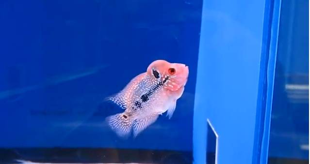 flowerhorn High quality Giant head, Big kok, SRDSuper red dragon, High quality flowerhorn รูปที่ 2