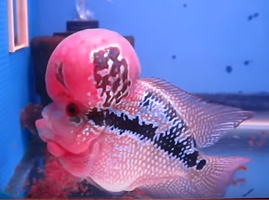 flowerhorn High quality Giant head, Big kok, SRDSuper red dragon, High quality flowerhorn รูปที่ 5