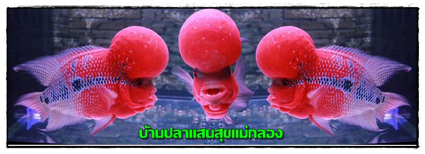 flowerhorn High quality Giant head, Big kok, SRDSuper red dragon, High quality flowerhorn รูปที่ 3