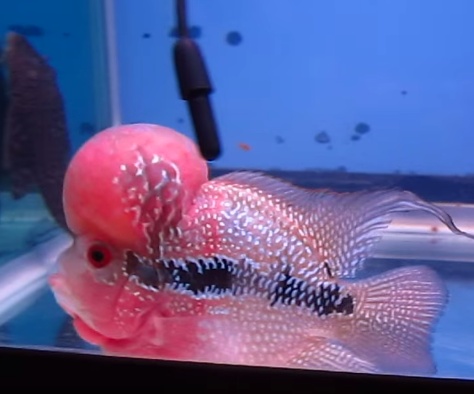 flowerhorn High quality Giant head, Big kok, SRDSuper red dragon, High quality flowerhorn รูปที่ 4