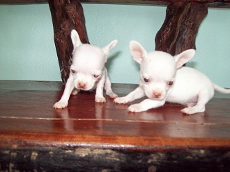 ลูกสุนัขชิวาวาพันธุ์แท้น่ารักๆ ตัวละ4900บาทครับ รูปที่ 7