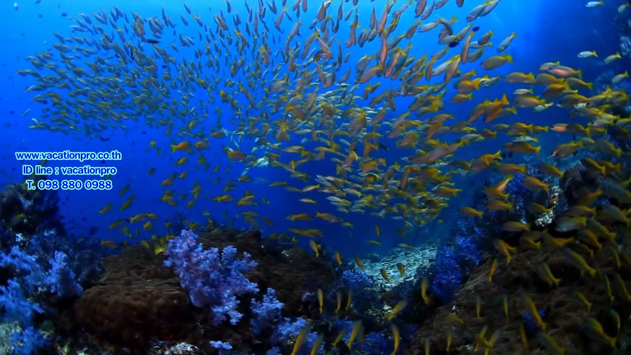 ทัวร์ภูเก็ต 1 วัน แพ็คเกจเที่ยวทัวร์ เกาะสุรินทร์ ราคาถูก รูปที่ 6