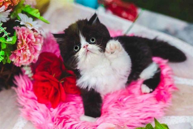 ***[ [ เปิดจอง ] ] ลูกแมว Exotic ShortHair CFA ตัวอ้วนเนื้อแน่น หัวกลม โครงสร้างสวย น่ารักมากๆ รูปที่ 3