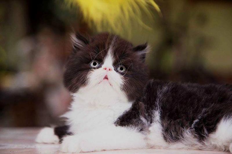 ***[ [ เปิดจอง ] ] ลูกแมว Exotic ShortHair CFA ตัวอ้วนเนื้อแน่น หัวกลม โครงสร้างสวย น่ารักมากๆ รูปที่ 4