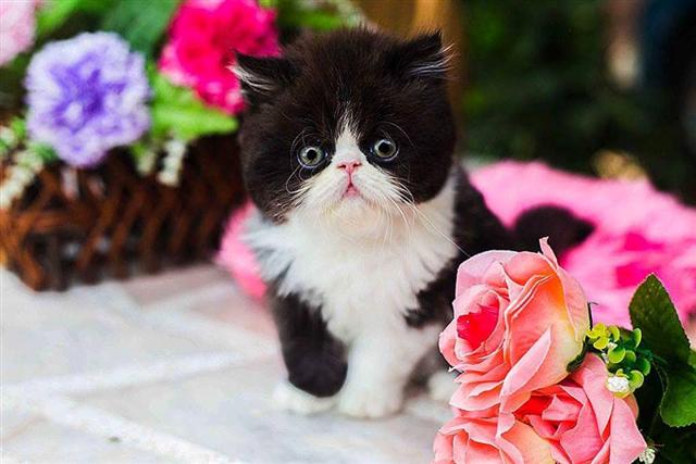 ***[ [ เปิดจอง ] ] ลูกแมว Exotic ShortHair CFA ตัวอ้วนเนื้อแน่น หัวกลม โครงสร้างสวย น่ารักมากๆ รูปที่ 2