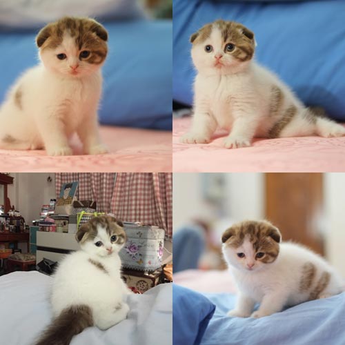 เปิดจองน้องแมวสก็อตติสโฟล์ด และอเมริกันเคิร์ล รูปที่ 7
