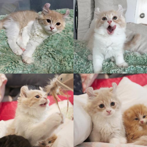 เปิดจองน้องแมวสก็อตติสโฟล์ด และอเมริกันเคิร์ล รูปที่ 3