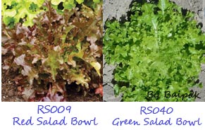 เมล็ดผักสลัด ผักไทย ผักจีน  microgreens  ราคาถูก ซองละ 20 -30 บาท รูปที่ 4