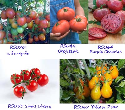 เมล็ดผักสลัด ผักไทย ผักจีน  microgreens  ราคาถูก ซองละ 20 -30 บาท รูปที่ 7
